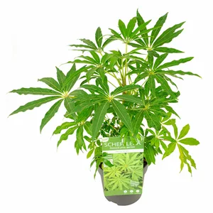 Schefflera 'Winter Jungle' - image 2