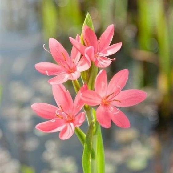 Schizostylis coccinea 'Mrs Hegarty'