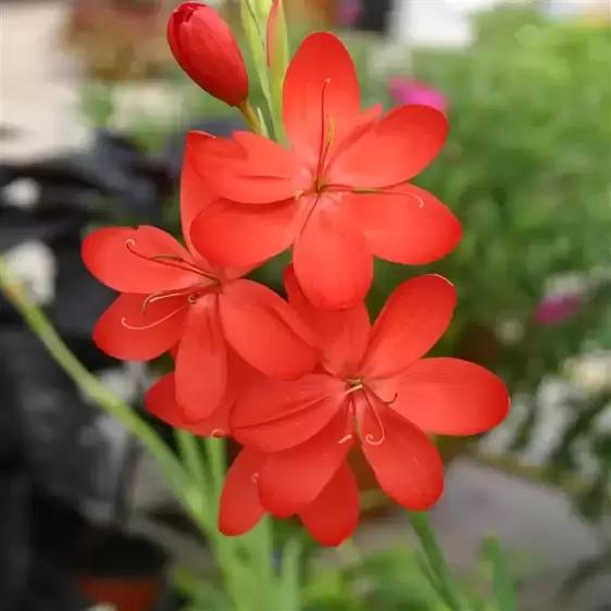 Schizostylis coccinea 'Major'