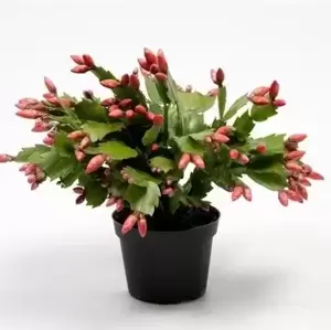 Schlumbergera Red - Christmas Cactus 12cm