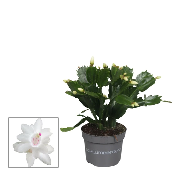Schlumbergera White - Christmas Cactus 10.5cm