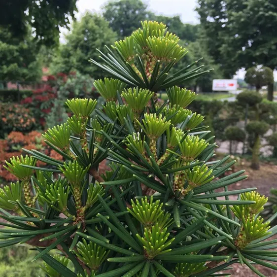 Sciadopitys verticillata 'Green Diamond' - image 1