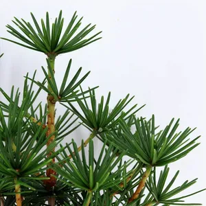 Sciadopitys verticillata 'Green Diamond' - image 2