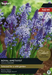 Scilla litardierei Royal Amethyst