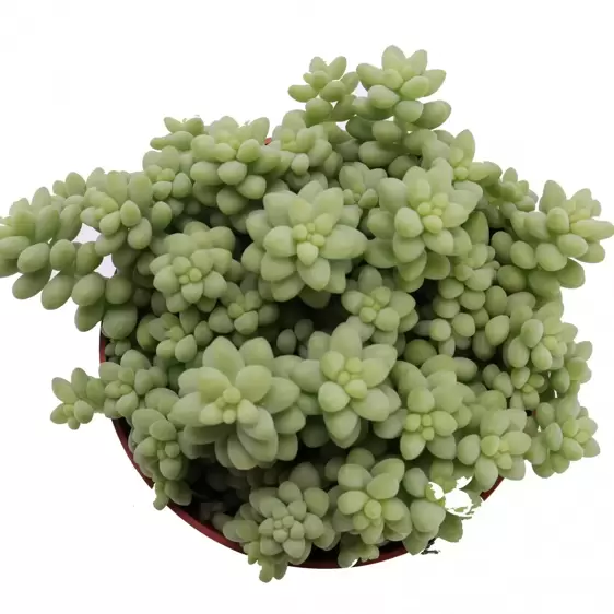 Sedum morganianum 'Burrito' 12cm - image 2