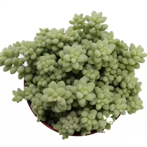 Sedum morganianum 'Burrito' 8.5cm - image 2