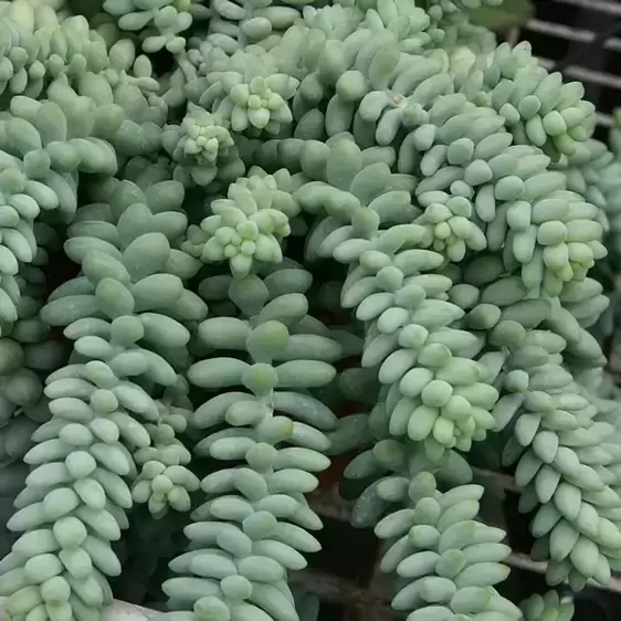 Sedum morganianum 'Burrito' 8.5cm - image 1