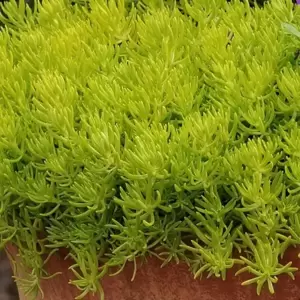 Sedum 'Lemon Ball' - image 2