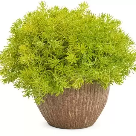 Sedum 'Lemon Ball' - image 3