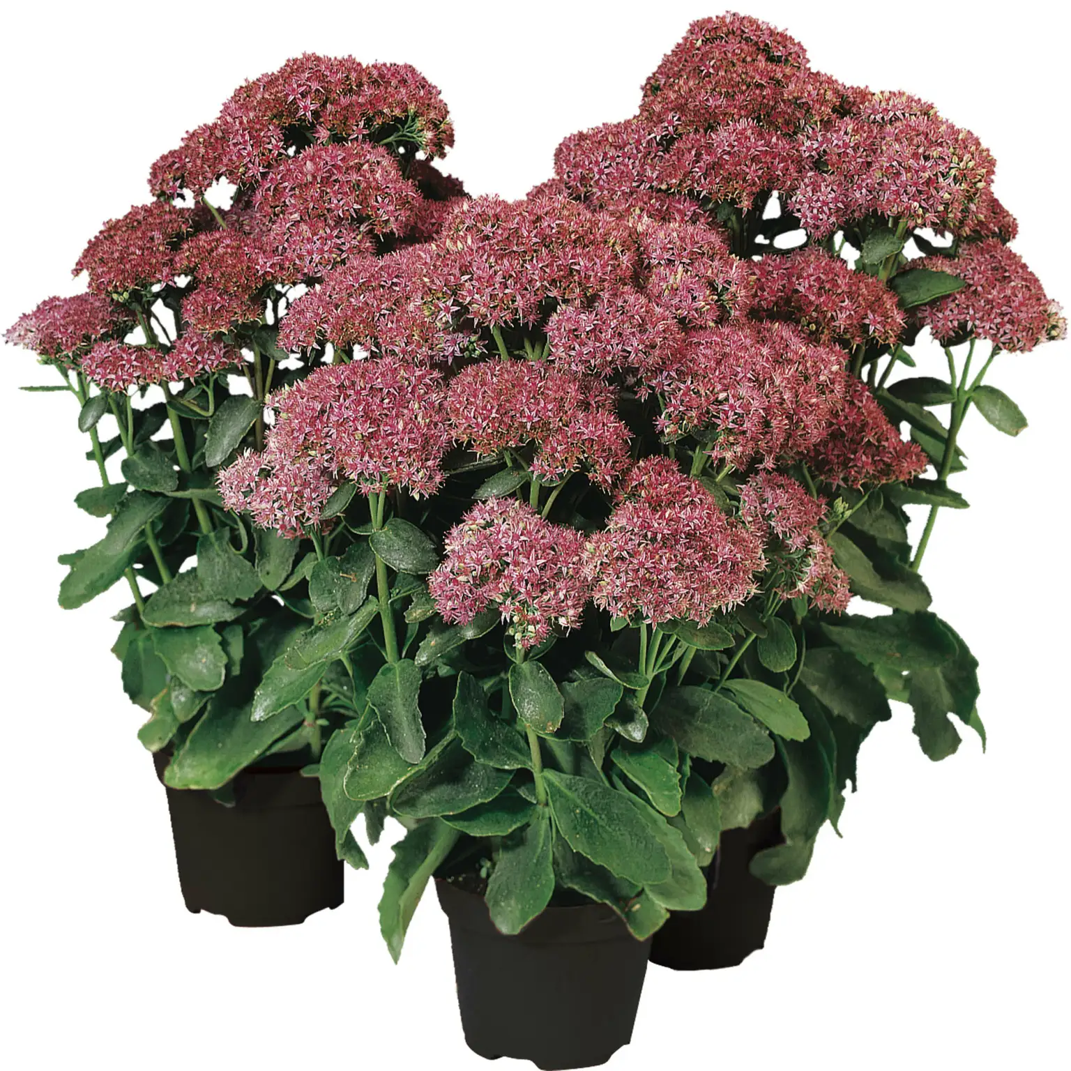 Sedum ‘Munstead Dark Red’ 3L - Cowell’s Garden Centre | Woolsington