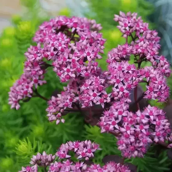 Sedum SunSparkler 'Cherry Tart' 1L - image 2