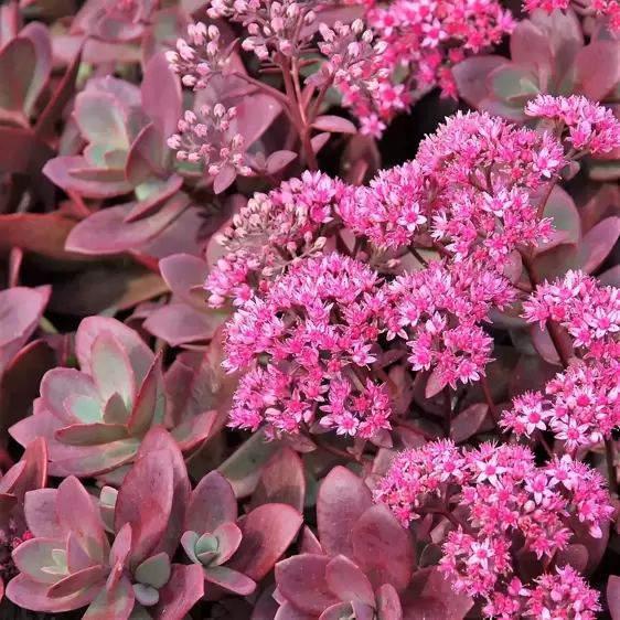 Sedum SunSparkler 'Firecracker' 9cm - image 1