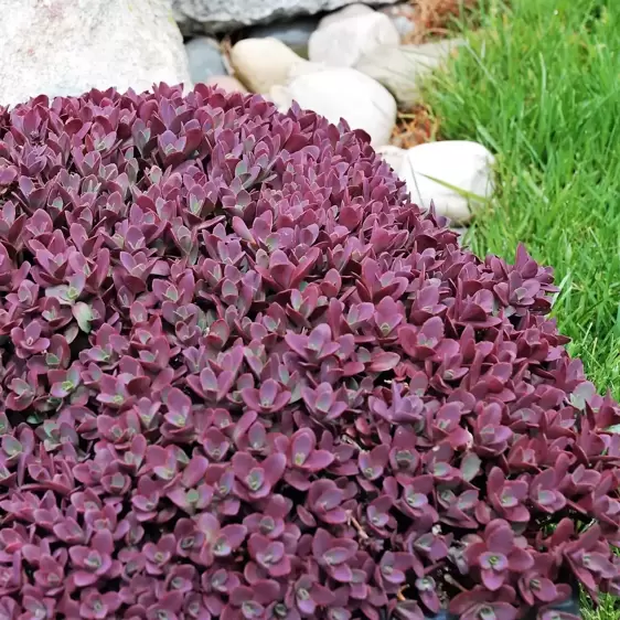 Sedum SunSparkler 'Firecracker' 9cm - image 2