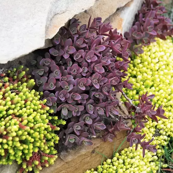 Sedum SunSparkler 'Firecracker' 9cm - image 3