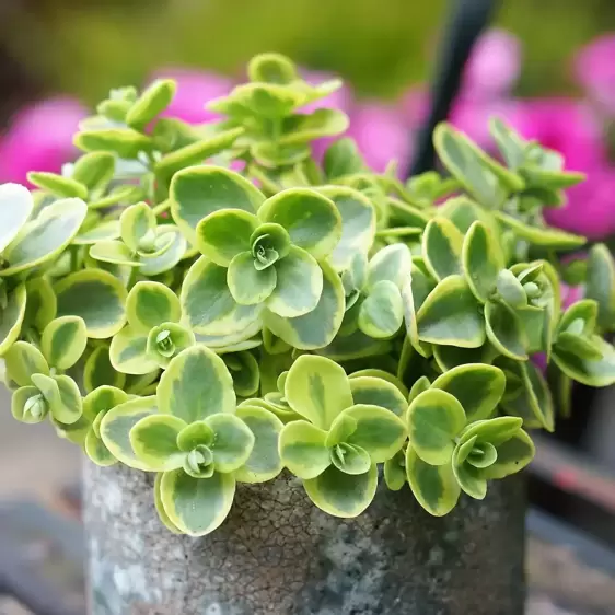 Sedum SunSparkler 'Lime Twister' 1L - image 5