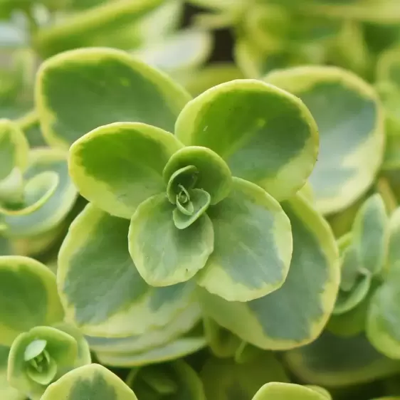 Sedum SunSparkler 'Lime Twister' 1L - image 1