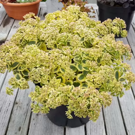 Sedum SunSparkler 'Lime Twister' 1L - image 2