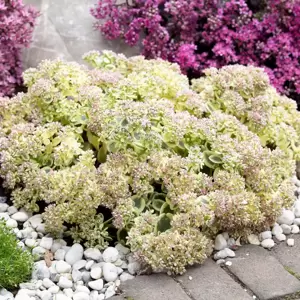 Sedum SunSparkler 'Lime Twister' 1L - image 3