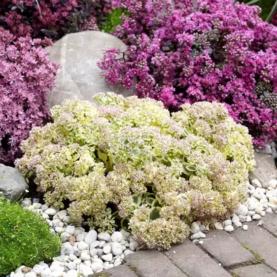 Sedum SunSparkler 'Lime Twister' 1L - image 4