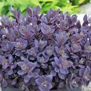 Sedum SunSparkler 'Plum Dazzled' 1L - image 1