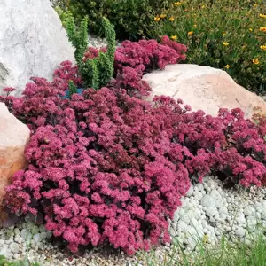 Sedum SunSparkler 'Plum Dazzled' 1L - image 3