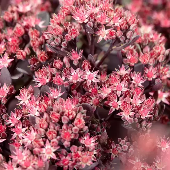 Sedum SunSparkler 'Plum Dazzled' 1L - image 2