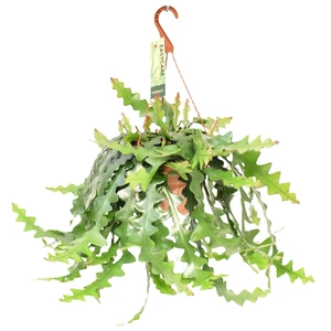 Selenicereus anthonyanus 21cm Hanging Pot - image 2