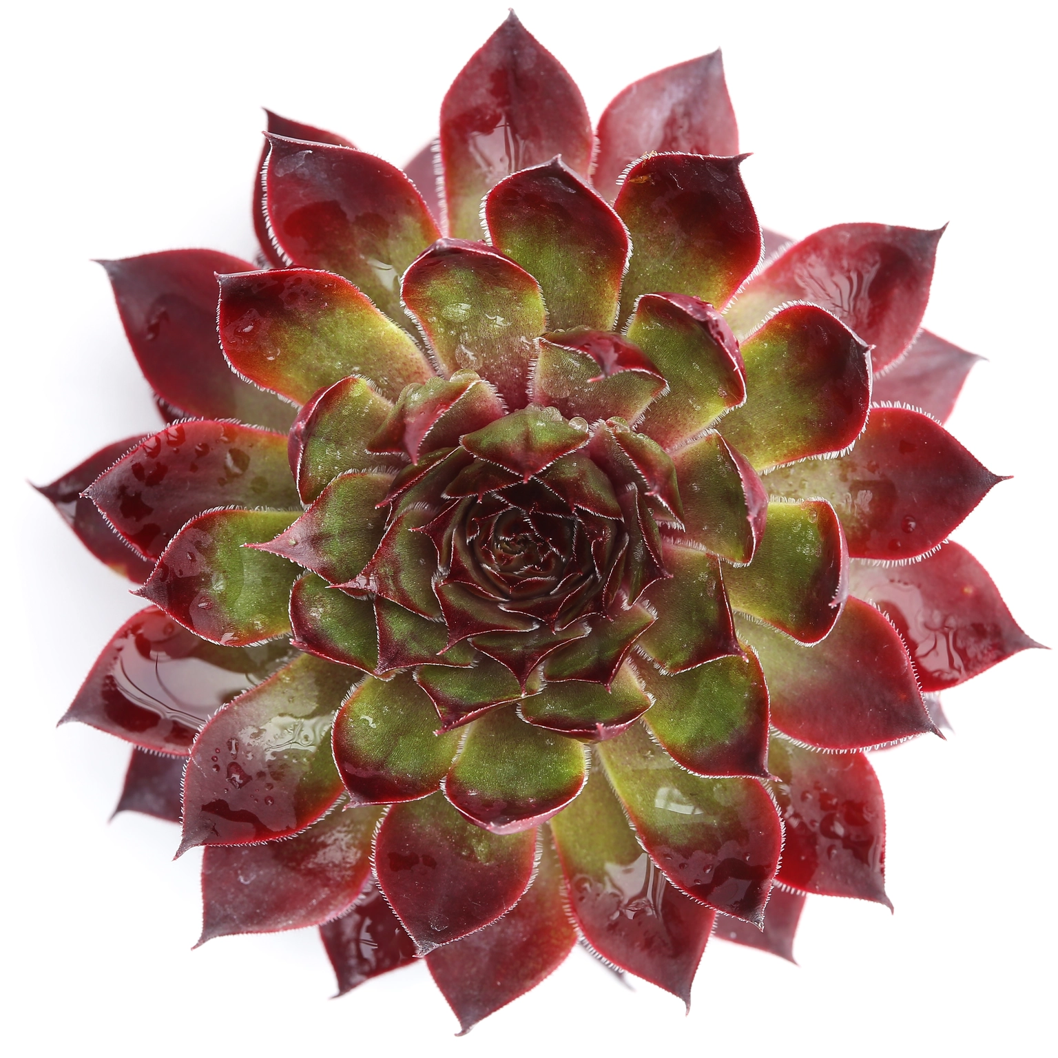 Sempervivum Chick Charms 'Autumn Apple' 10.5cm - Cowell's Garden Centre ...