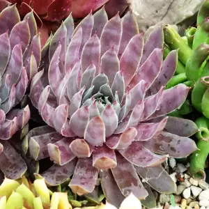 Sempervivum Chick Charms 'Berry Blues'