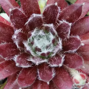 Sempervivum Chick Charms 'Cosmic Candy'
