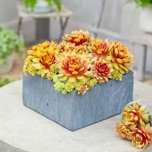 Sempervivum Chick Charms 'Gold Nugget' 9cm - image 2