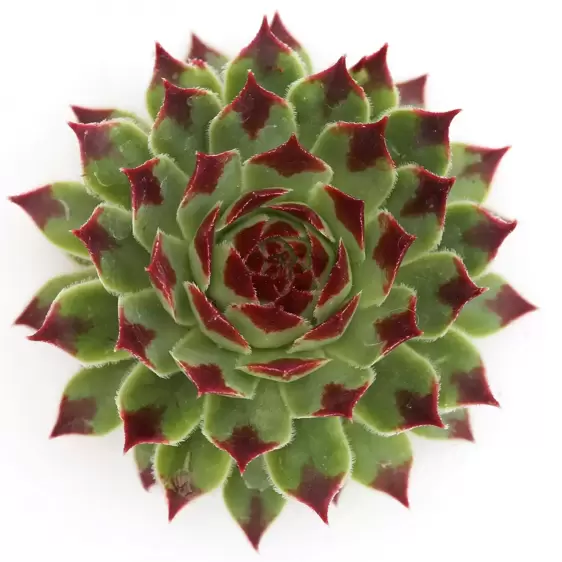 Sempervivum Chick Charms 'Mint Marvel' 12cm - image 1