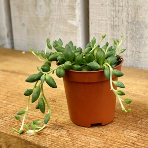 Senecio herreianus - String of Beads 5.5cm - image 1