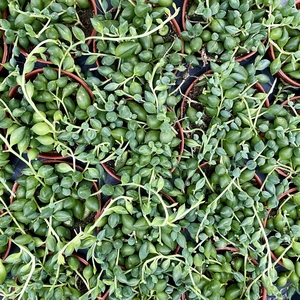 Senecio herreianus - String of Beads 5.5cm - image 2