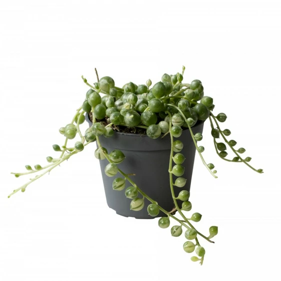 Senecio herreianus variegata - Variegated String of Beads 6cm