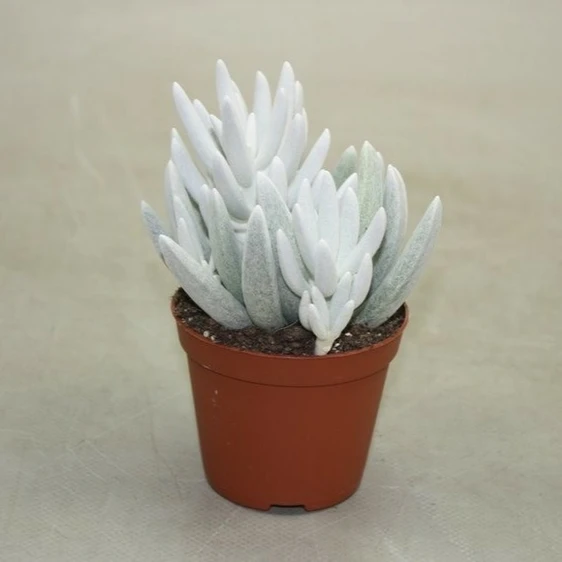 Senecio haworthii 'Mont Blanc'