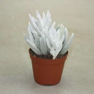 Senecio haworthii 'Mont Blanc'