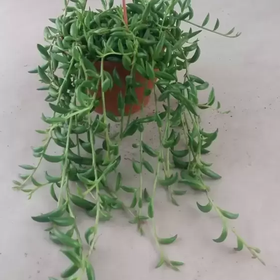 Senecio radicans - String of Bananas 12cm - image 1