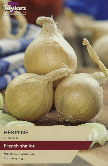 Shallot Hermine