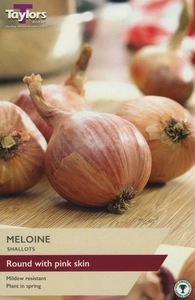 Shallot Meloine