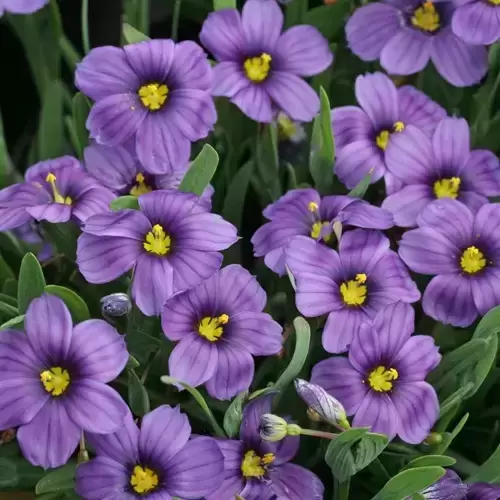 Sisyrinchium 'Rocky Point'