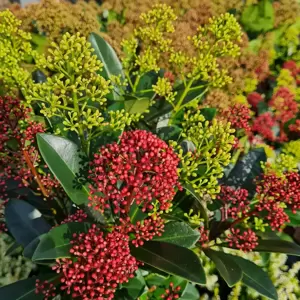Skimmia 'Festival' (M)