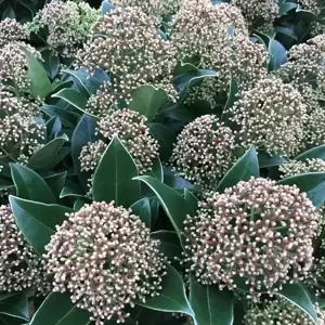 Skimmia 'Fragrant Cloud' (M)