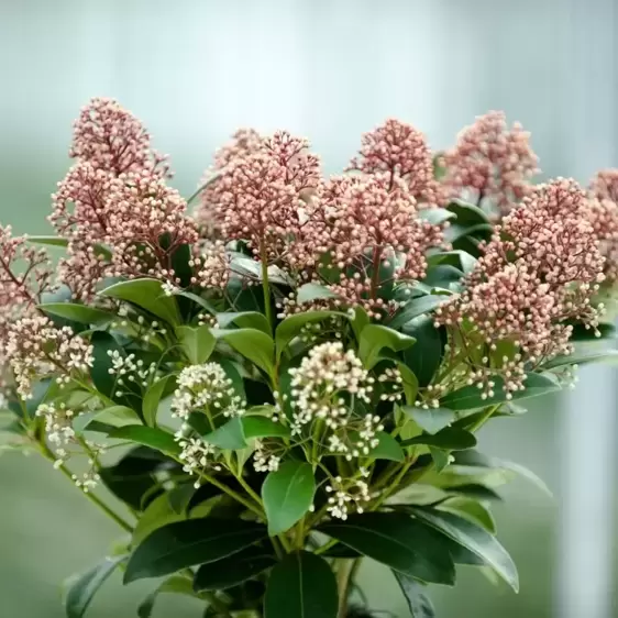 Skimmia japonica Gold Series 'Delight' (M) 10.5cm