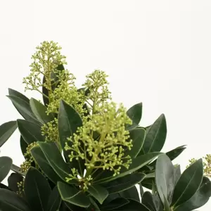 Skimmia japonica Gold Series 'Fascination' (M) - image 1