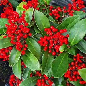 Skimmia Gold Series 'Lipstick' (F)