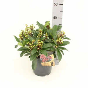 Skimmia japonica Gold Series 'Lipstick' (F) - image 2