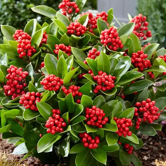 Skimmia japonica Gold Series 'Obsession' (F) 1.5L - image 2