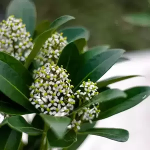 Skimmia japonica Gold Series 'Obsession' (F) 1.5L - image 3