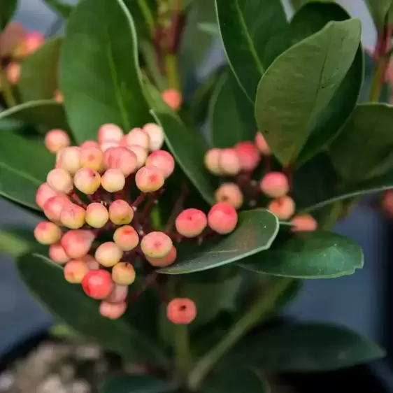 Skimmia japonica Gold Series 'Obsession' (F) 1.5L - image 4